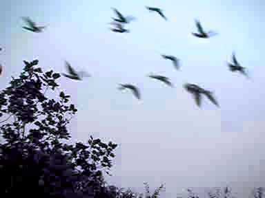 birds in flight